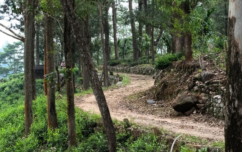 Pekoe Trail Stage 01